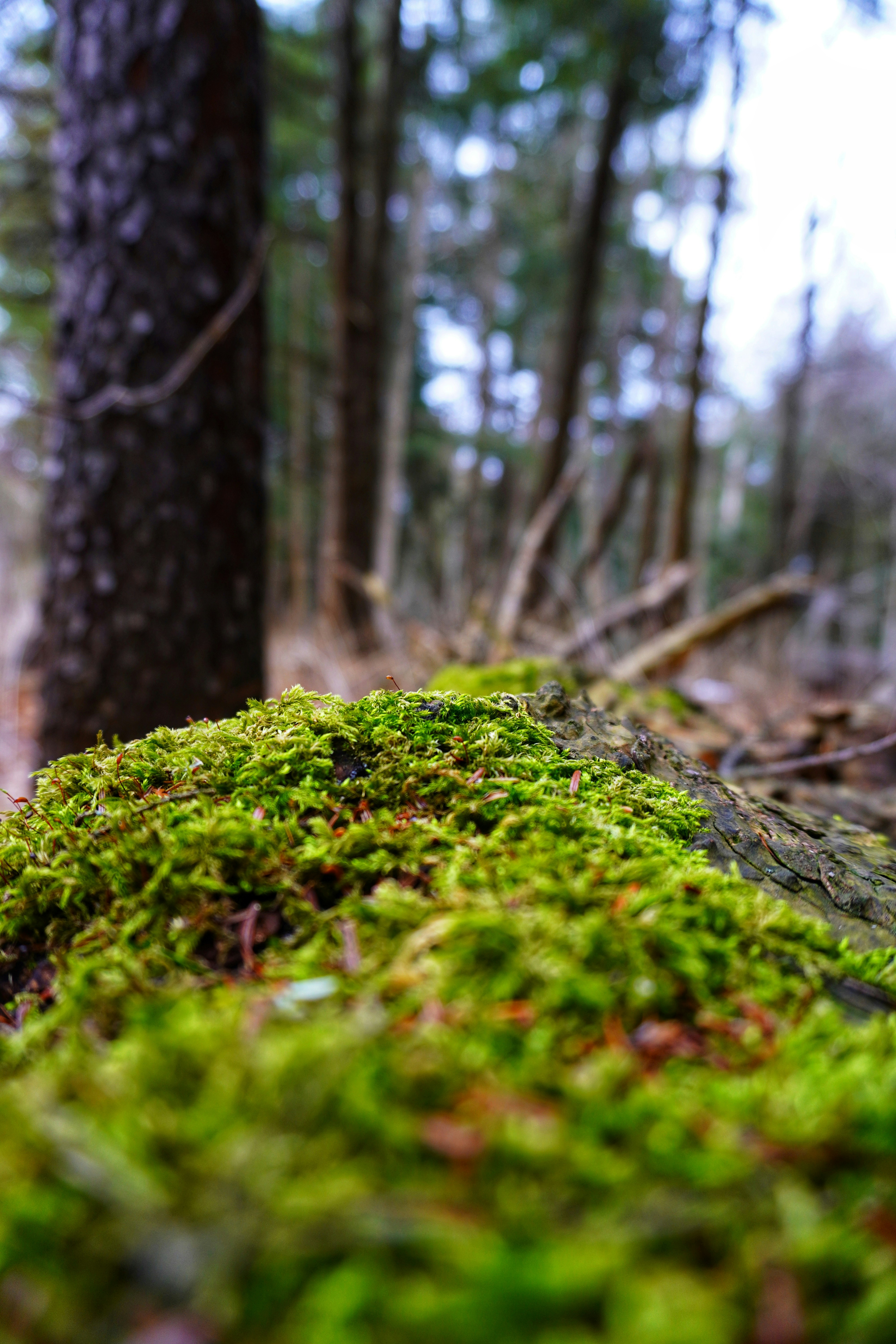 Photo by meri_vasilevski