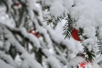 red round fruit covered with snow