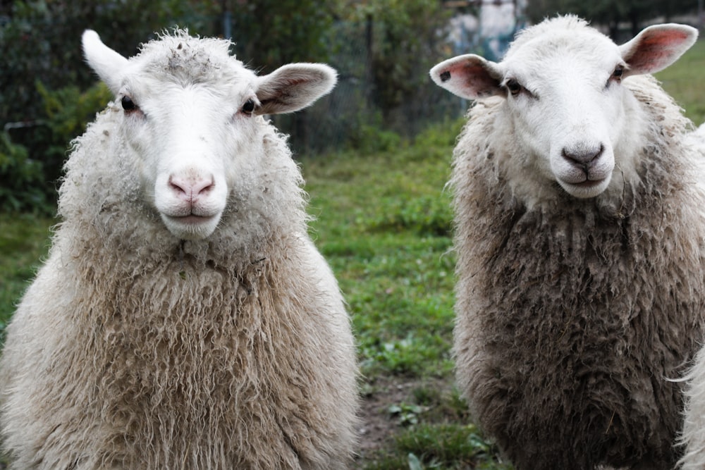 white sheep on green grass field during daytime