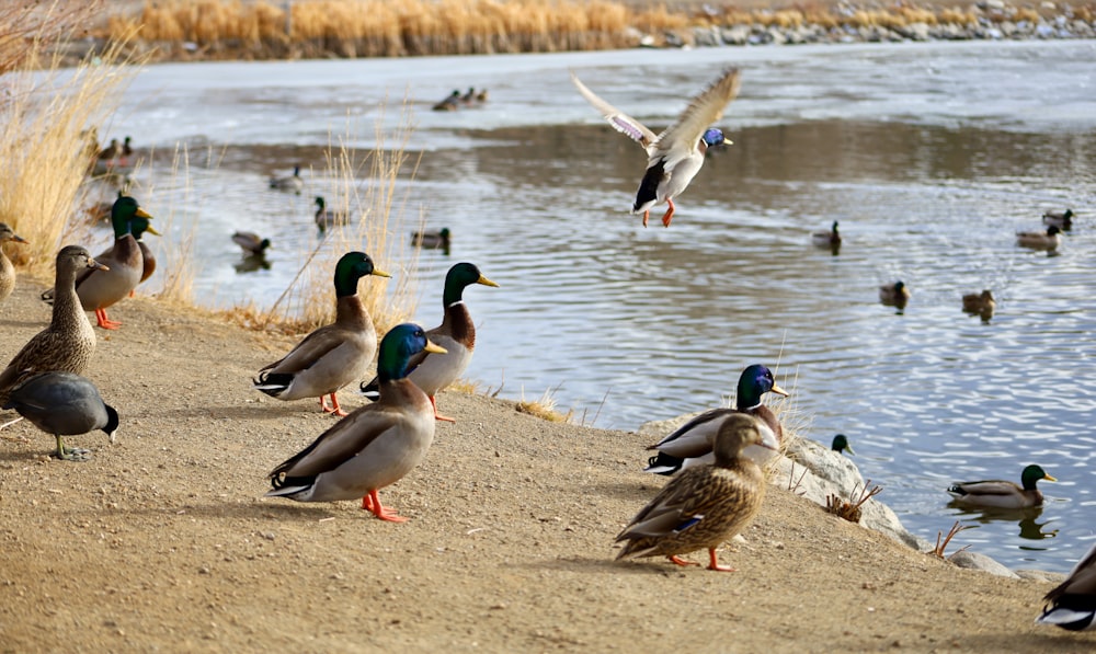 a flock of ducks standing next to a body of water