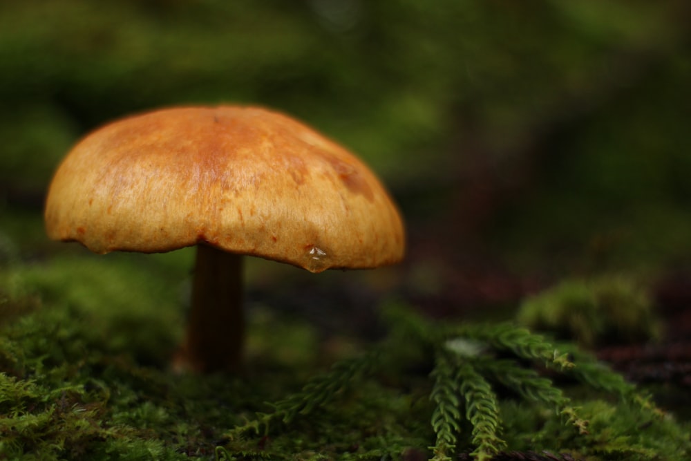 brown mushroom in the middle of green grass