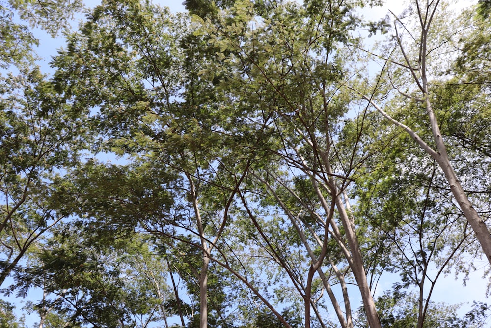 Árbol verde bajo el cielo azul durante el día