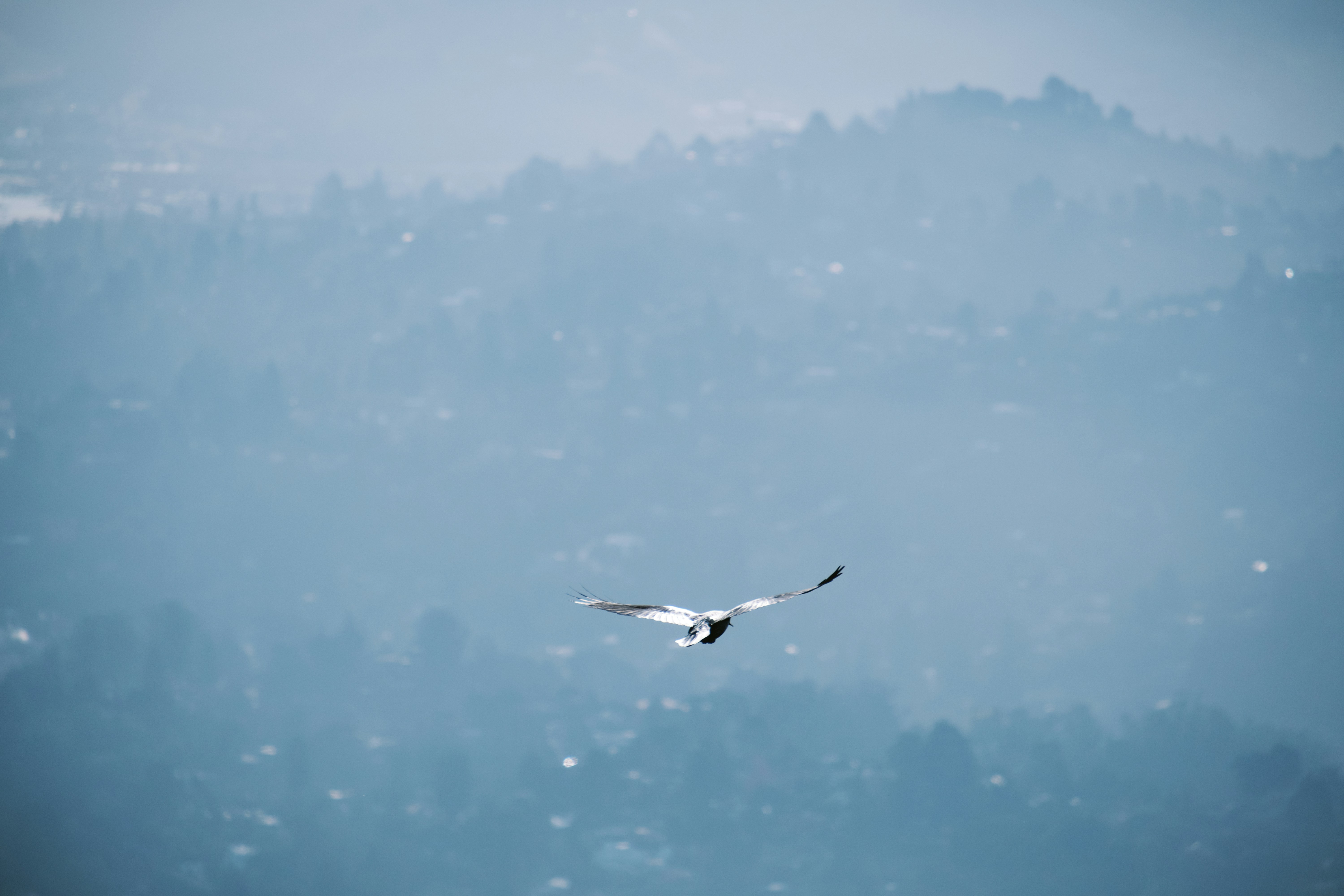 Pájaro negro volando sobre las nubes foto – Imagen de Animal gratuita en  Unsplash, image size:3000x2000
