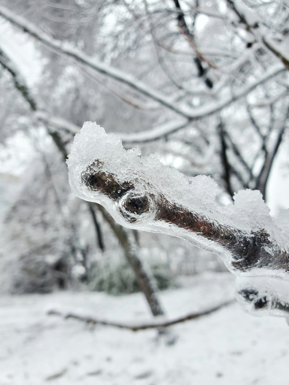 a close up of a tree branch covered in ice