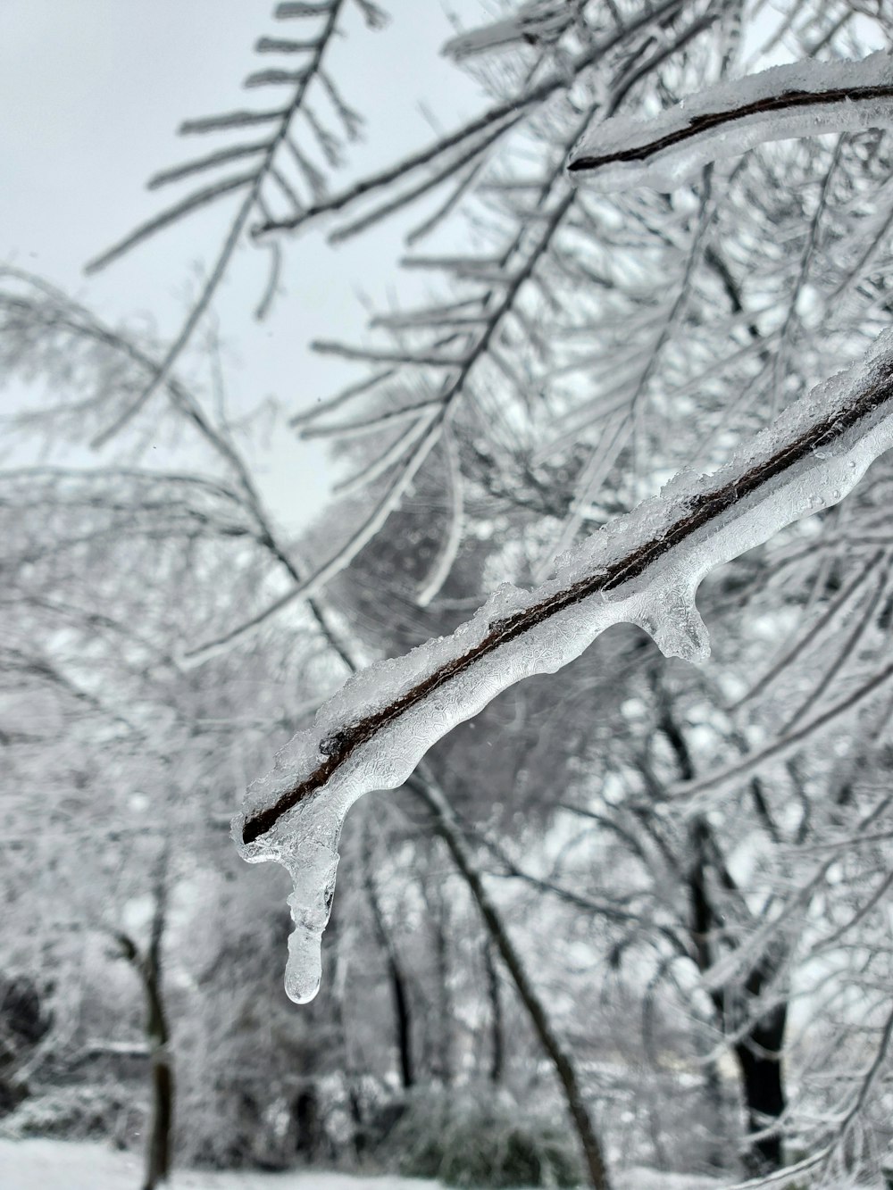 um galho de árvore coberto de gelo e neve