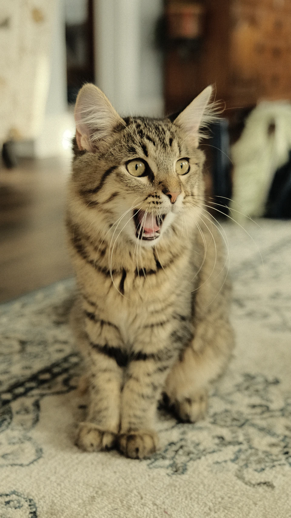 The image shows a brown and black striped cat sitting on a white rug with blue and gray floral patterns, positioned centrally within the frame. The cat's mouth is open, suggesting it might be meowing or making some other vocalization. In the background, there are two blurred objects that appear to be furniture pieces - one chair and another couch.