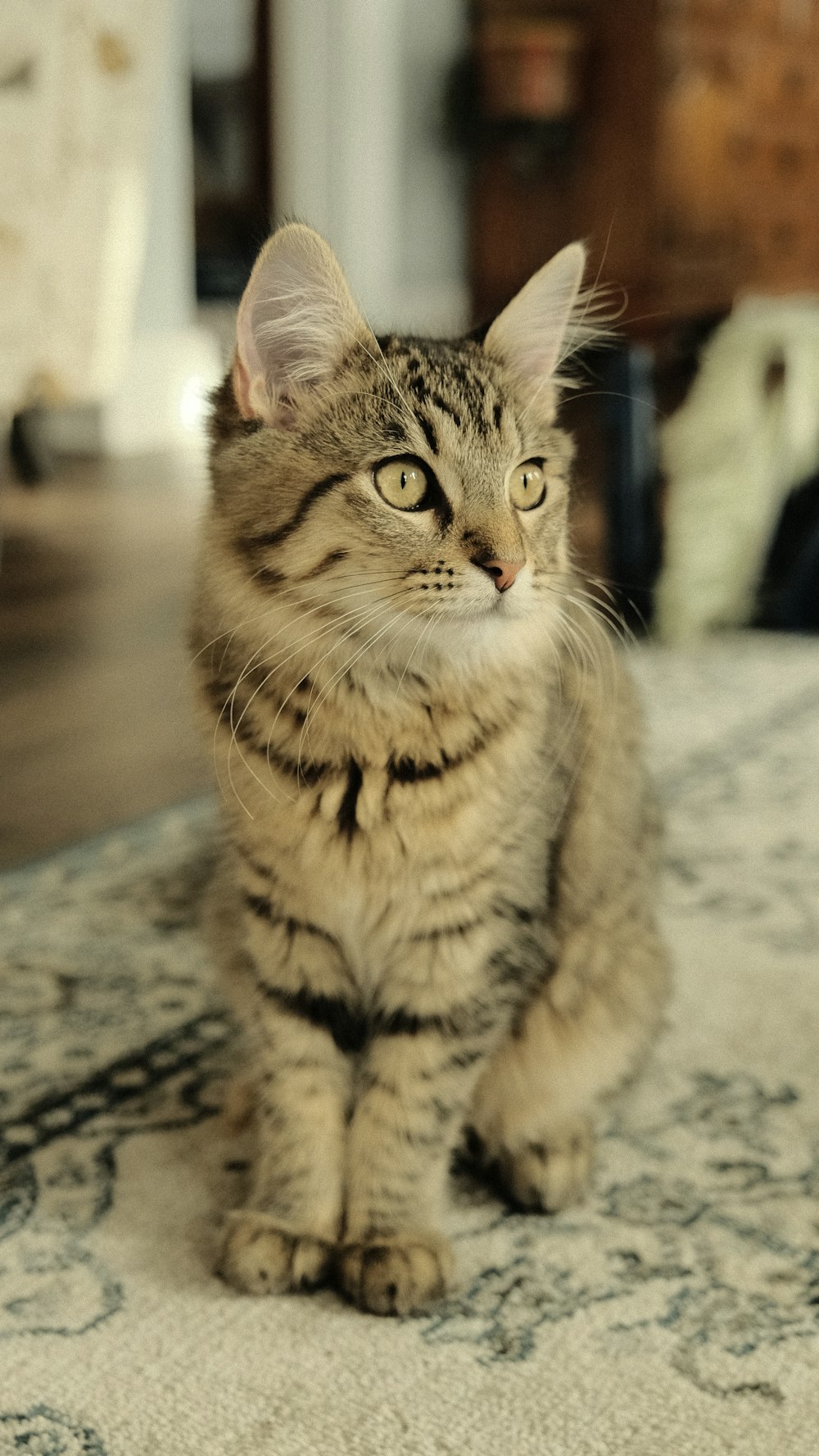 灰色のコンクリートの床に茶色のぶち猫