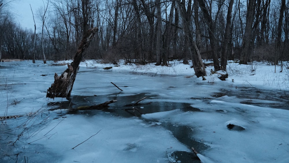 Suelo cubierto de nieve con árboles desnudos durante el día