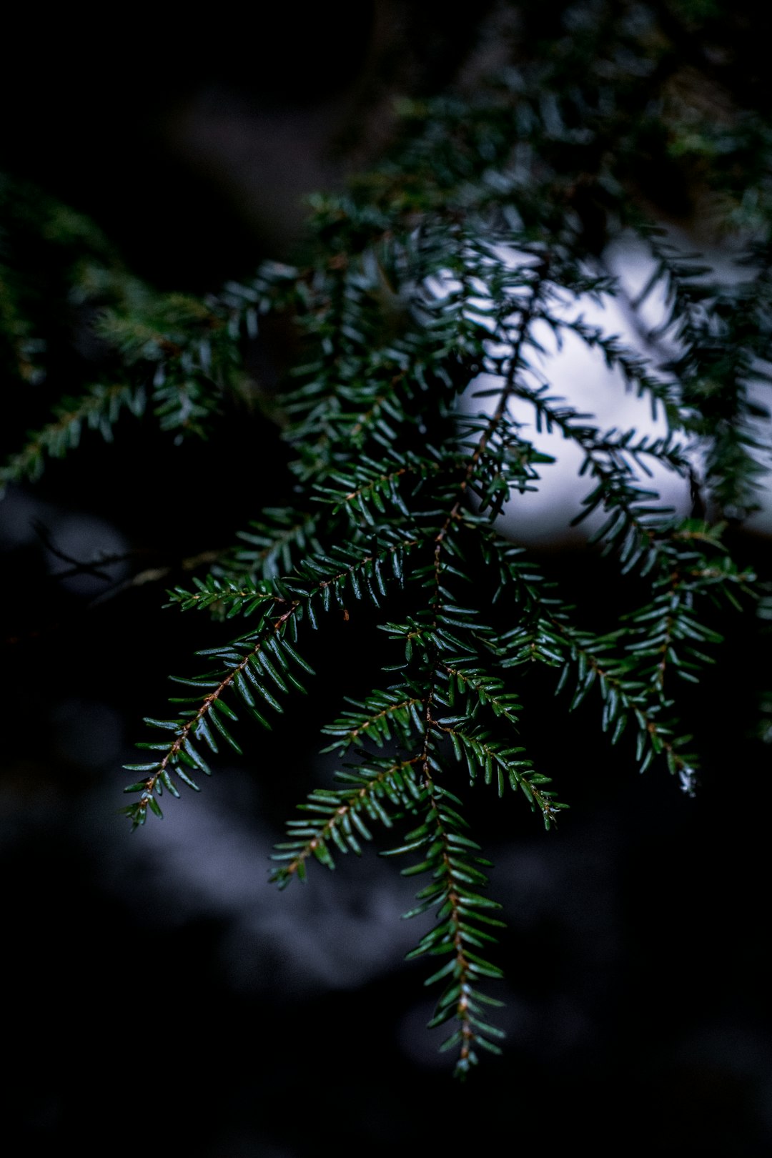 green pine tree in close up photography