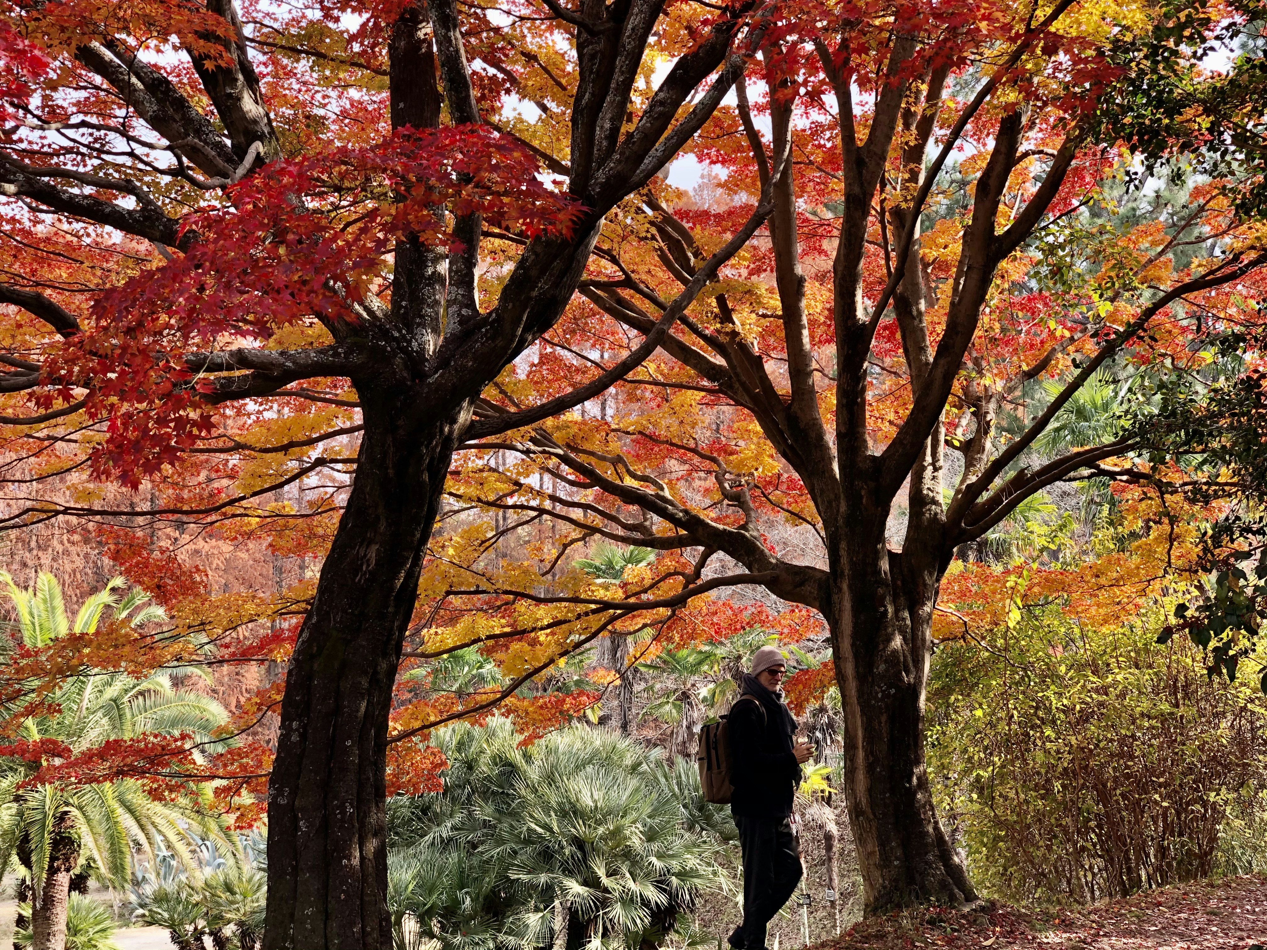 woman in black jacket standing under brown tree during daytime