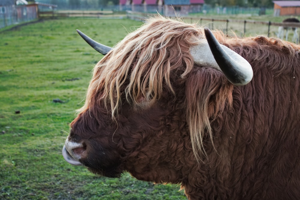 brown cow on green grass field during daytime