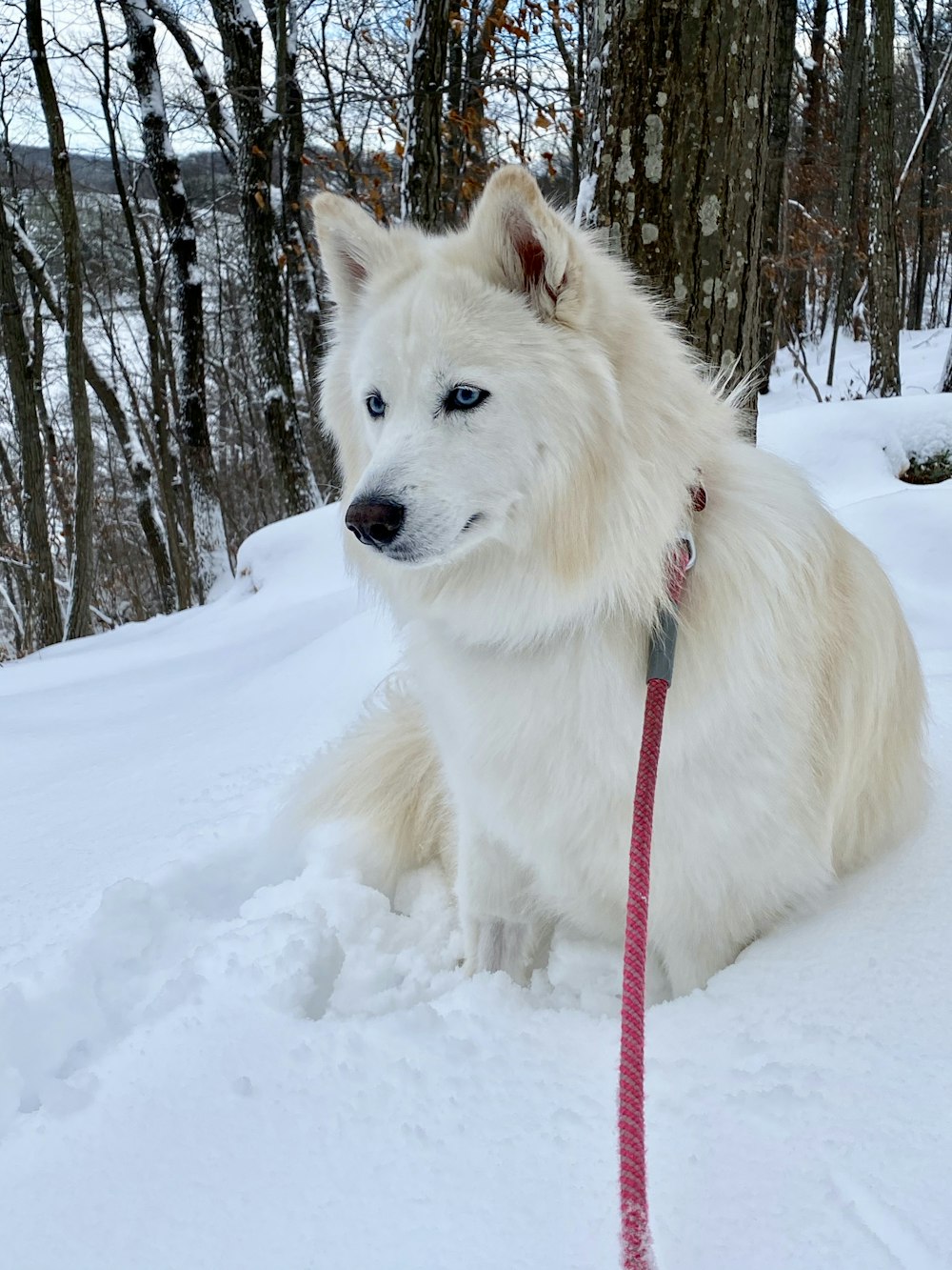 white wolf on snow covered ground during daytime