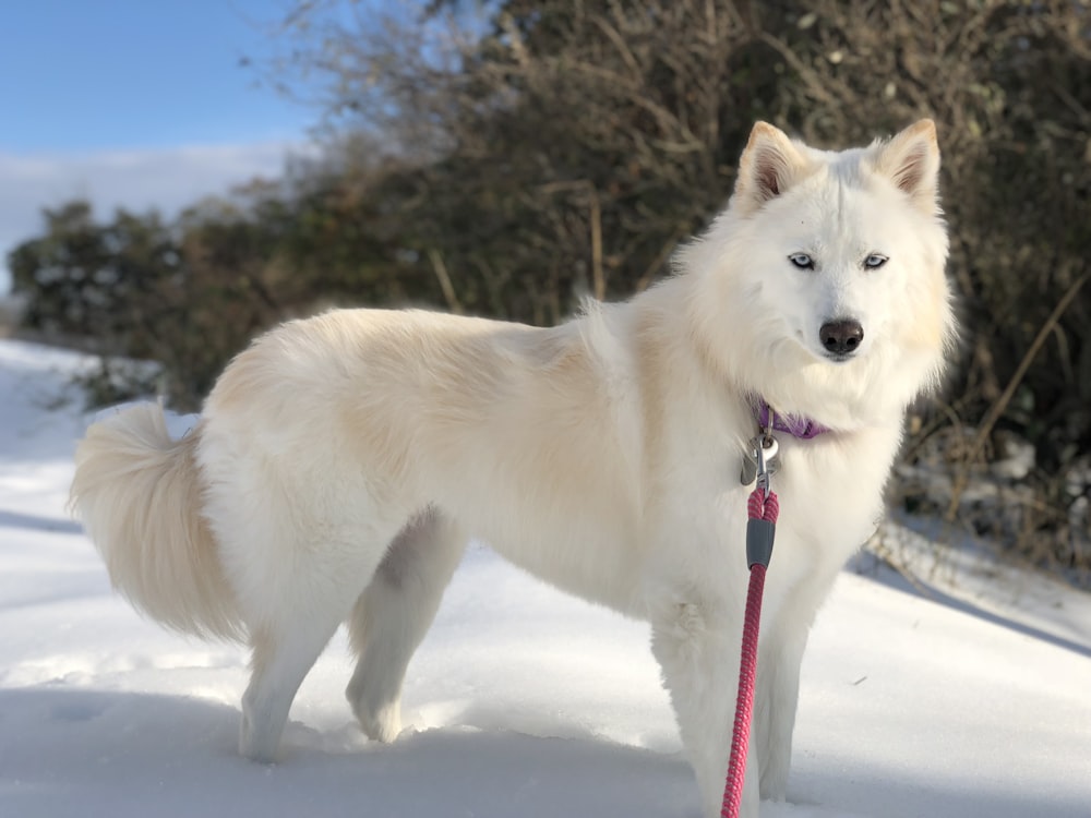 white short coated dog on snow covered ground during daytime