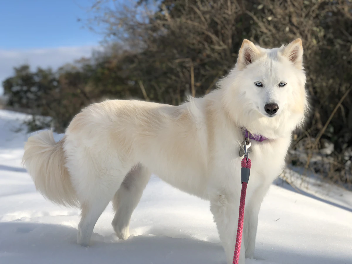 A white husky standing in fresh snow on a leash with a pink collar tag, ready for a walk