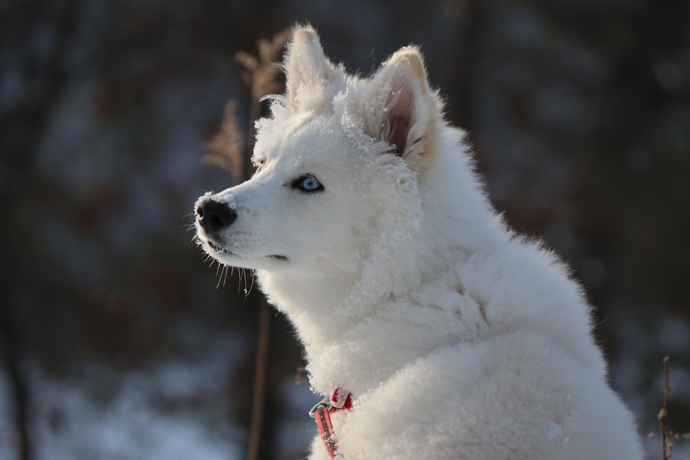 white siberian husky on snow covered ground