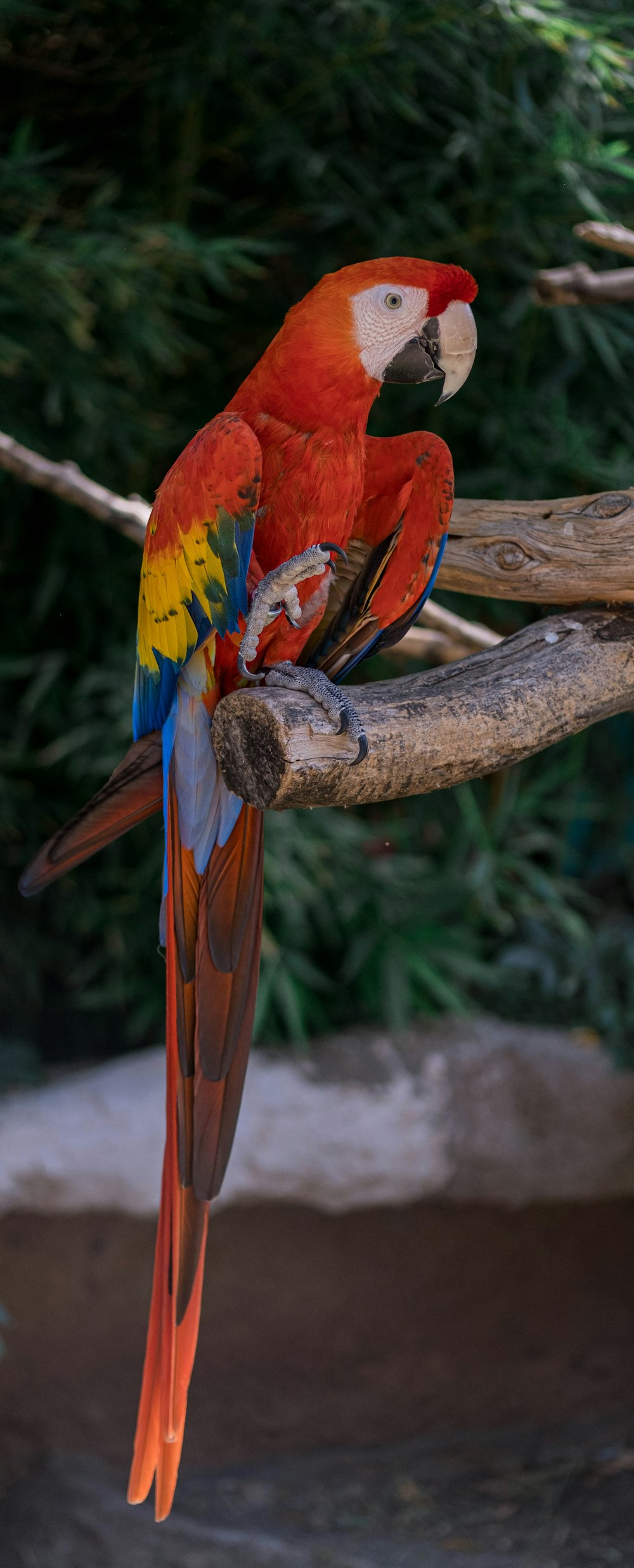 papagaio vermelho amarelo e azul no galho marrom da árvore