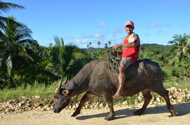 man in red shirt riding black water buffalo during daytime