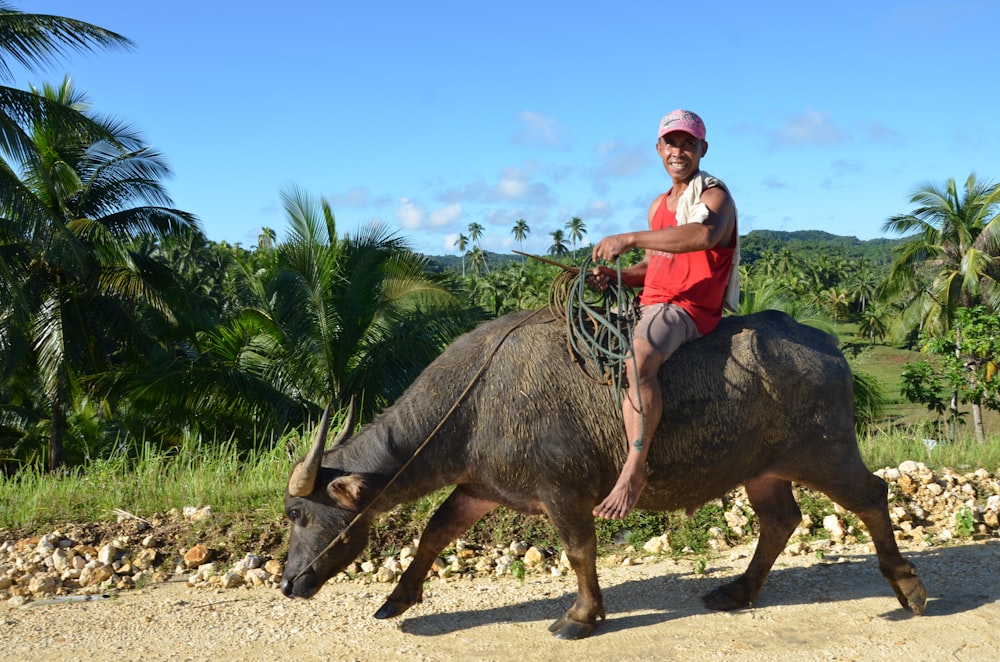 man in red shirt riding black water buffalo during daytime