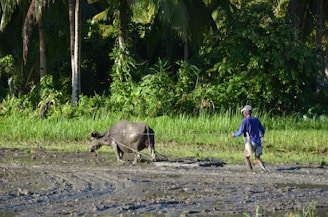 A farmer gently guiding buffaloes near a shaded water source on a sunny day.