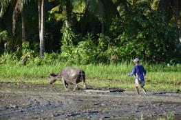 Traditional buffalo herders guiding the herd through a muddy field.