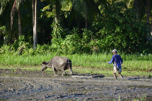 A farmer gently guiding buffaloes near a shaded water source on a sunny day.