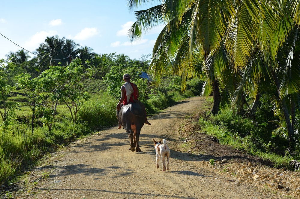 man in red shirt riding brown horse during daytime