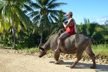 man riding on black and brown animal statue during daytime