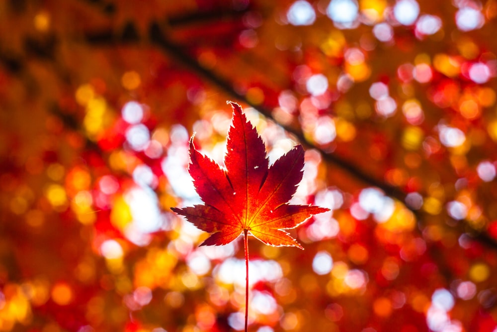 Hoja de arce rojo en fotografía bokeh