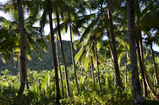 green trees and plants during daytime