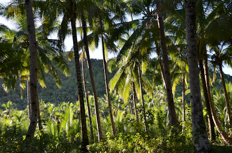 green trees and plants during daytime