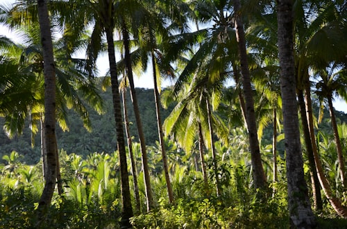 Agro Park