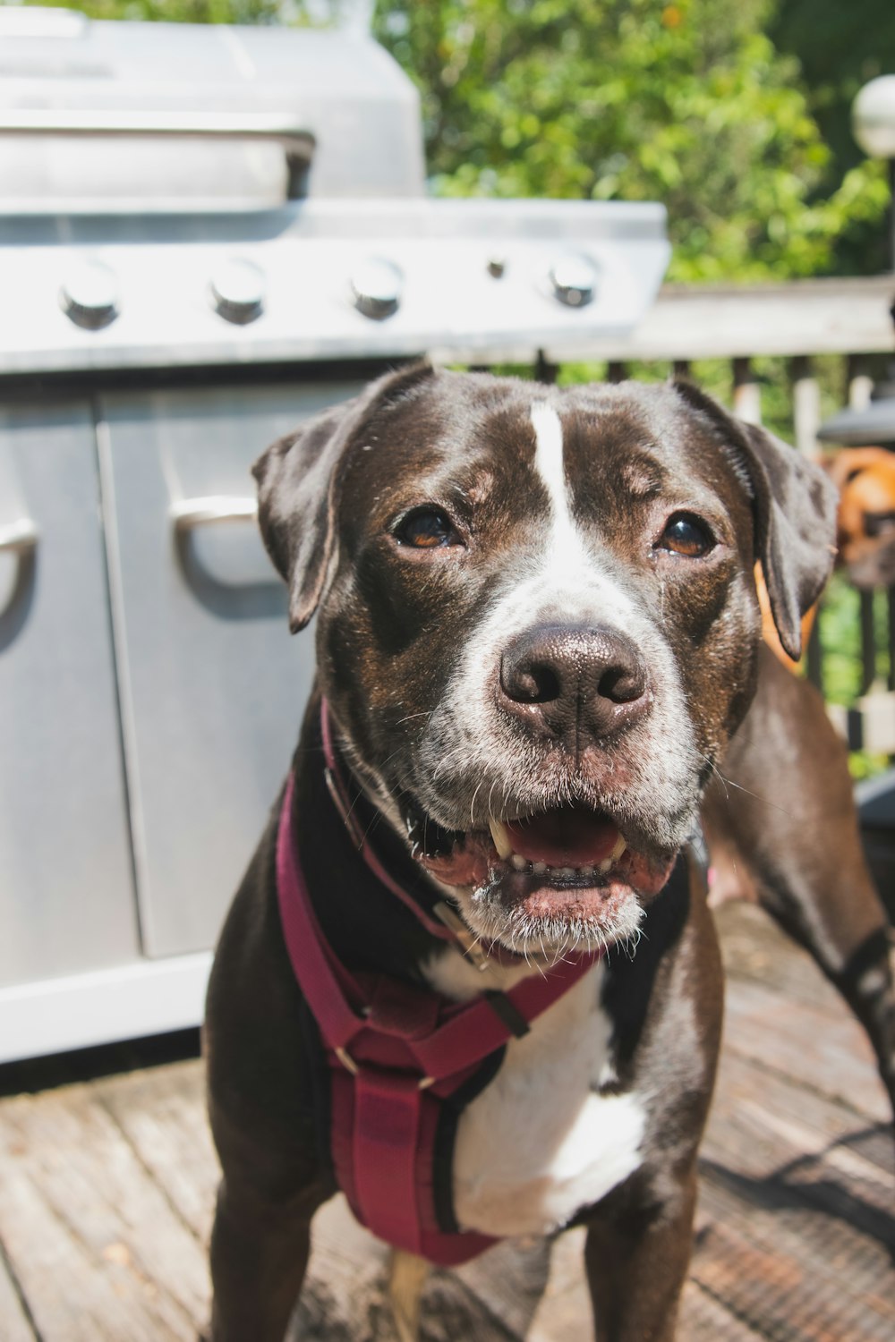 black and white american pitbull terrier mix