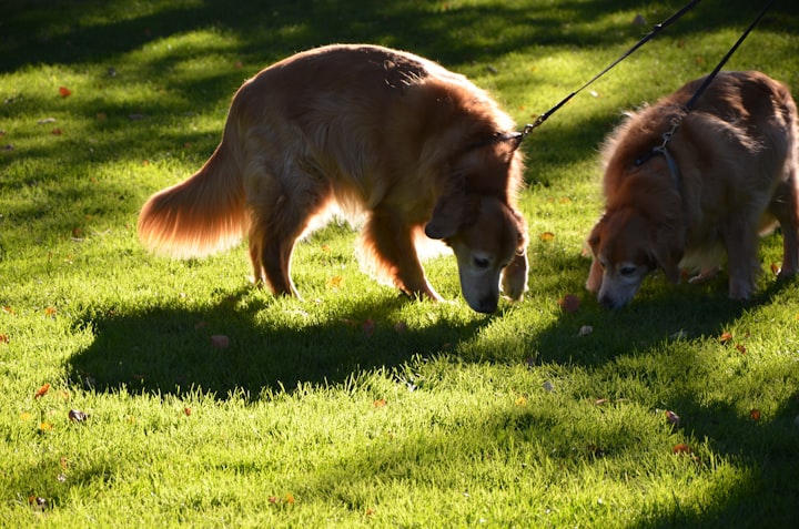 The Power of Sniffing: Why Allowing Your Dog to Explore on Walks is Vital for their Well-Being