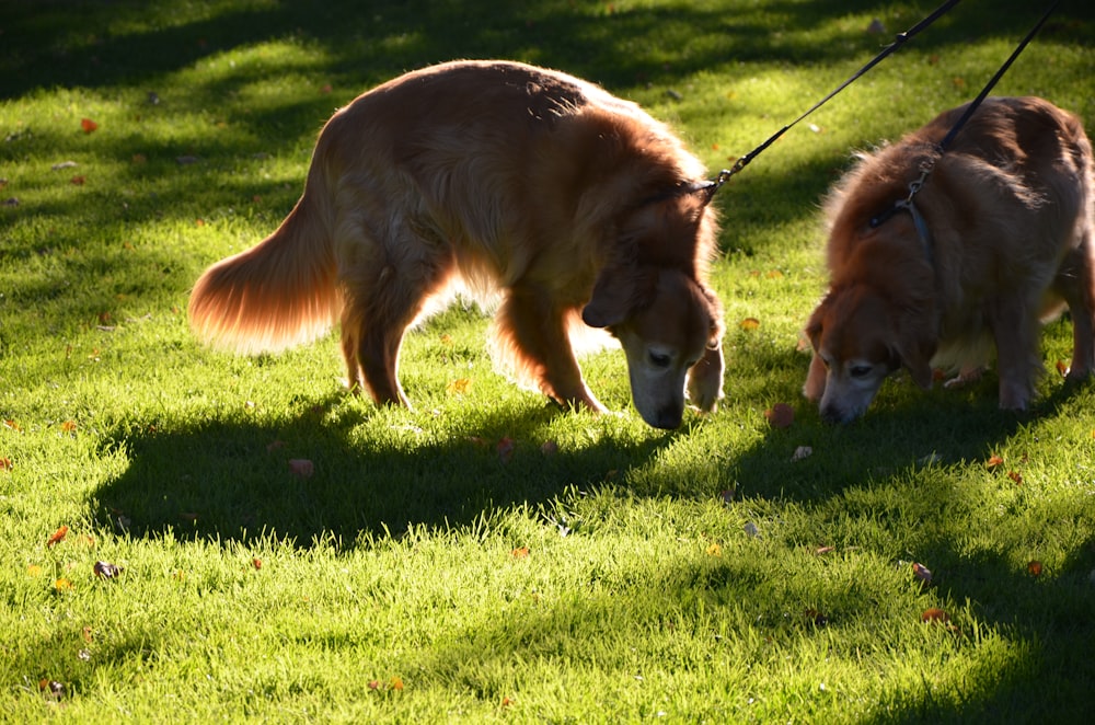 昼間の緑の芝生の上の茶色の長いコートの犬