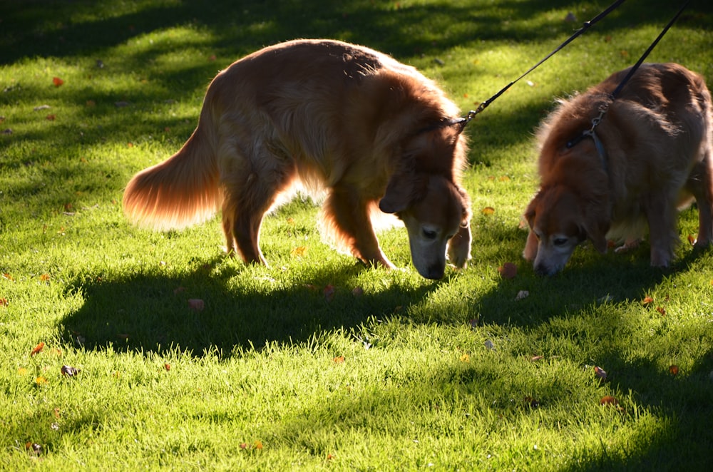 brown long coated dog on green grass field during daytime