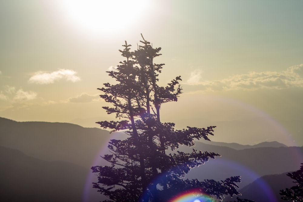 Árbol verde en la montaña durante el día