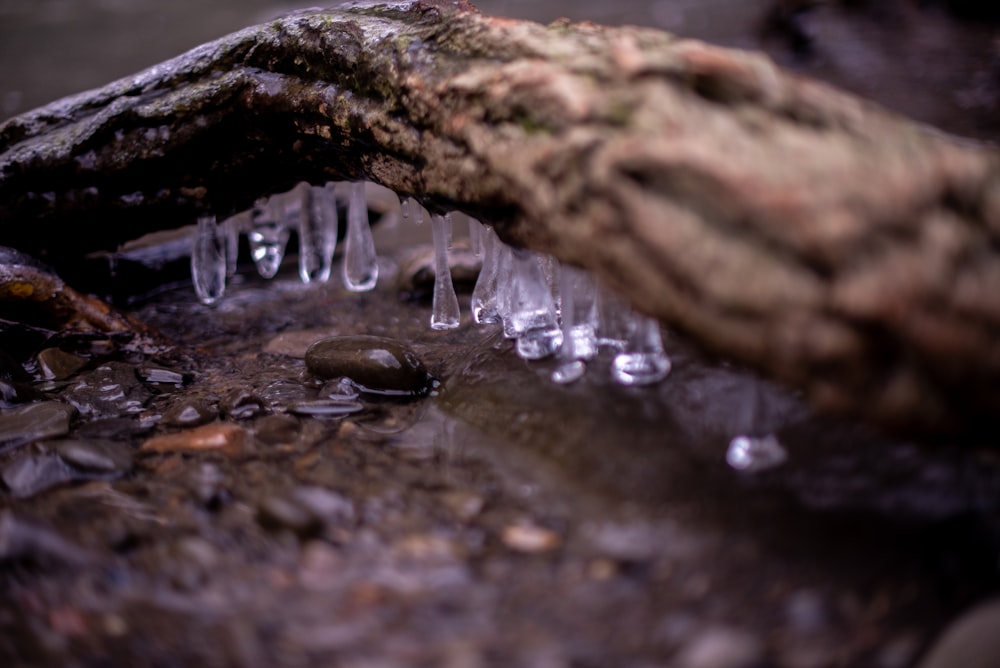 brown wood log on water