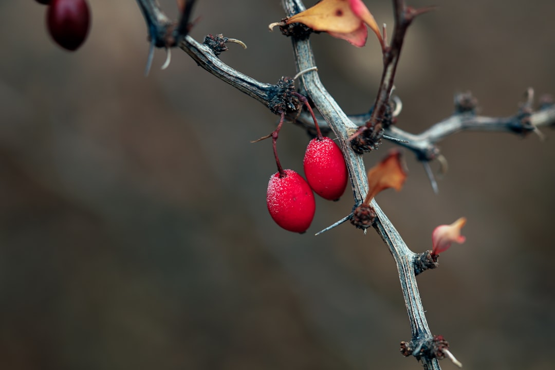 red round fruit on brown stem