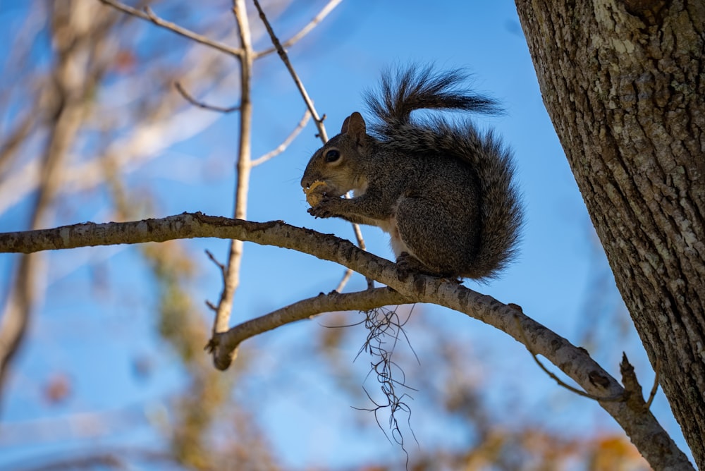 brown squirrel on brown tree branch during daytime