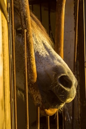 brown horse in brown wooden cage