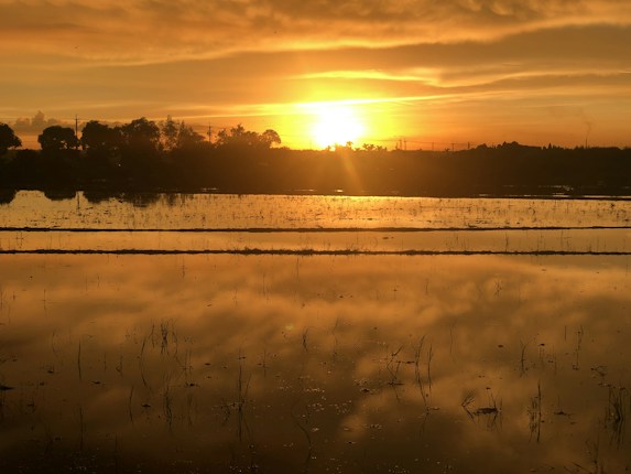 A golden sunset over a calm body of water, reflecting the vibrant sky and silhouetted trees. The peaceful landscape includes hints of vegetation emerging from the water's surface, creating a serene and reflective atmosphere.