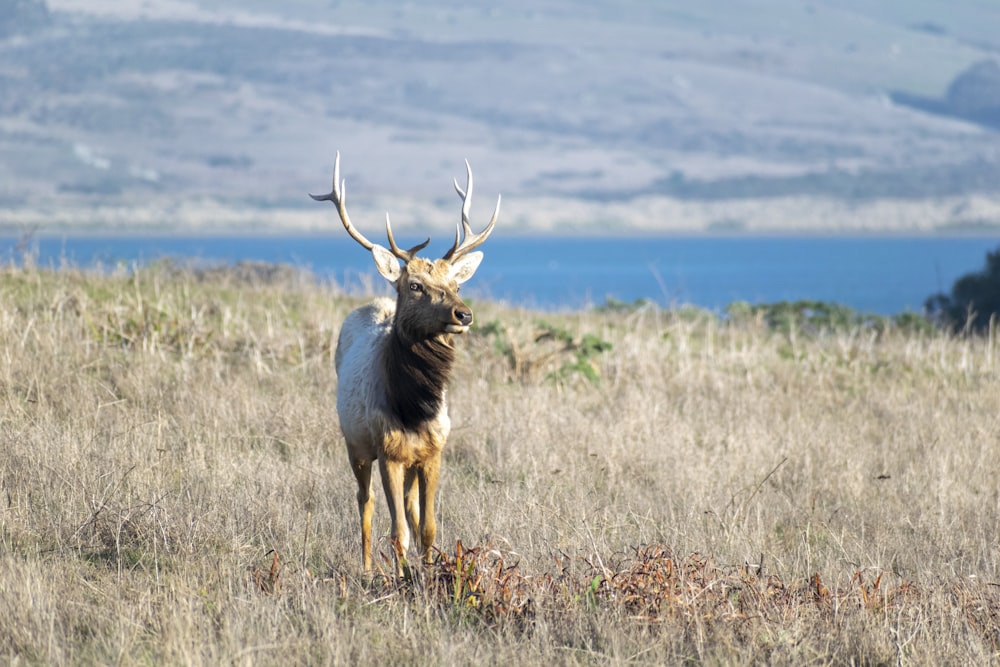 brown deer on brown grass field during daytime