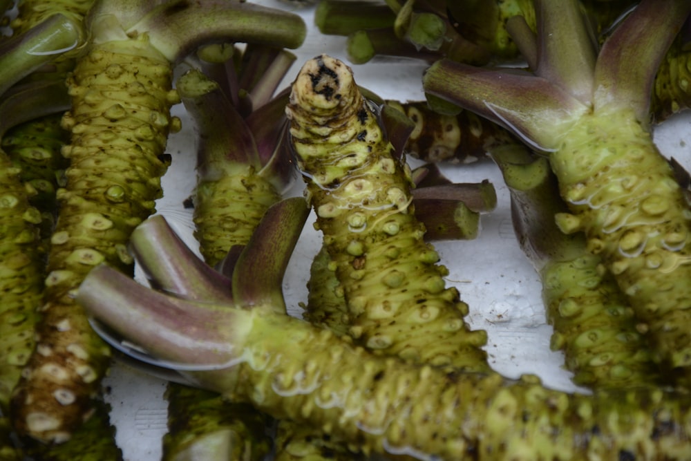 cactus verde su tavolo bianco