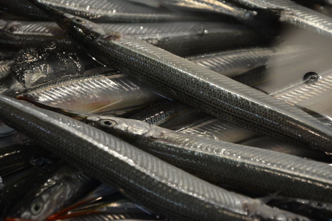 silver fish on silver foil,