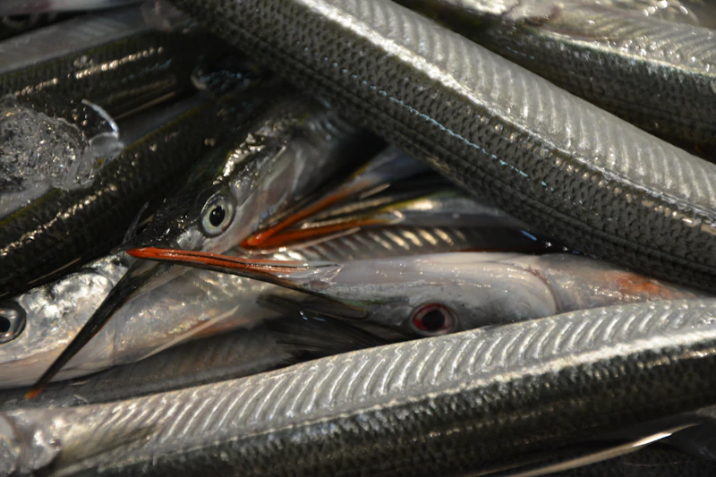 Japan's Best Fish Markets Beyond Tokyo: Regional Seafood Experiences