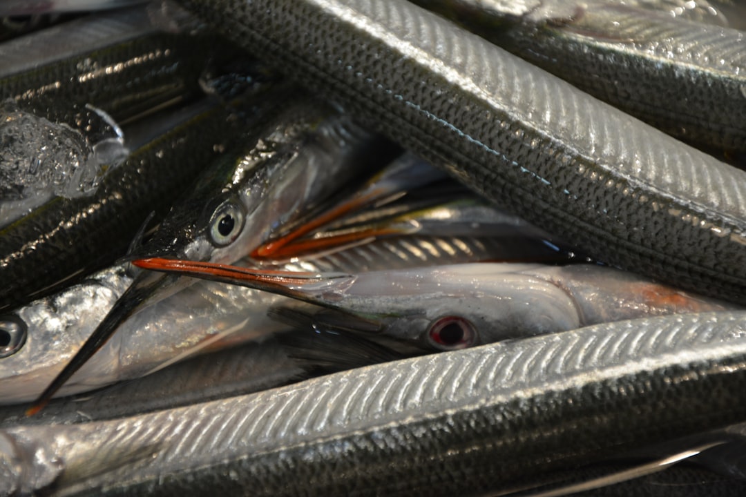 silver fish on silver foil,