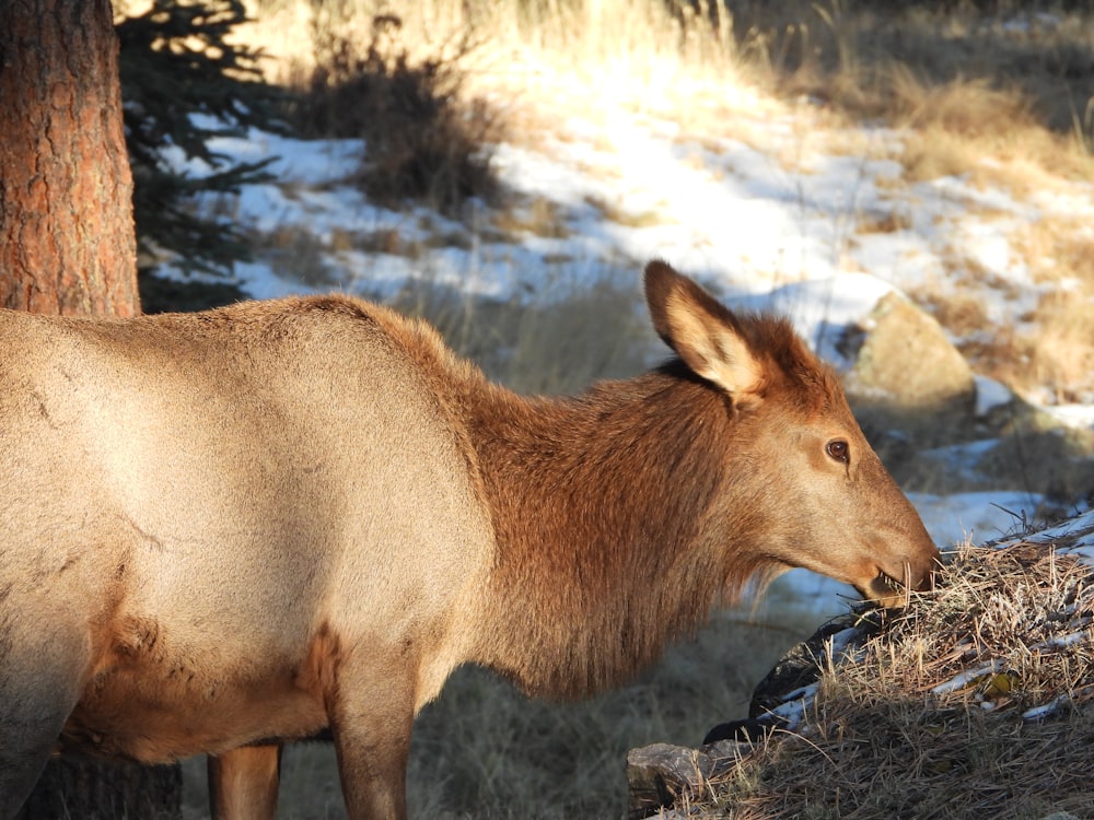 brown deer on gray rock during daytime