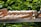 Several beige wooden percussion mallets are arranged in a row, lying on a metallic surface. The background features lush green foliage.