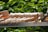 Several beige wooden percussion mallets are arranged in a row, lying on a metallic surface. The background features lush green foliage.