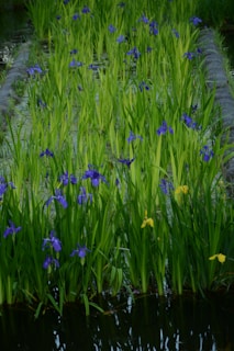 A vibrant wetland area in Tanzania showing native plants thriving after restoration efforts.